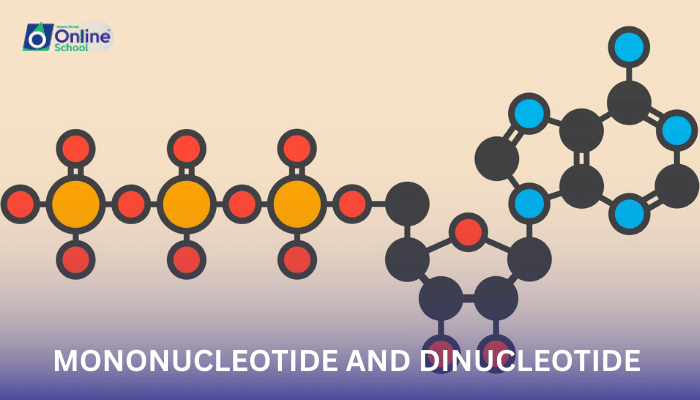 Lesson 25: Mononucleotide (ATP) and Dinucleotide (NAD)